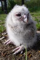 Strix aluco - Tawny Owl