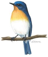 Image of: Cyornis tickelliae (Tickell's blue-flycatcher)