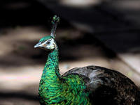 Image of: Pavo muticus (green peafowl)