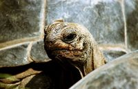 Dipsochelys dussumieri - Giant Tortoise