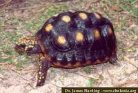 Jabuti, Red-footed tortoise (Geochelone carbonaria)