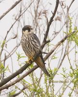Hobby C20D 03395.jpg