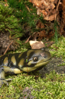 : Ambystoma tigrinum mavortium; Tiger Salamander