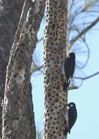 : Melanerpes formicivorus; Acorn Woodpecker