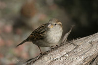 : Passer domesticus; House Sparrow