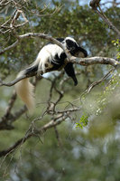 : Colobus sp.; Colobus Monkey