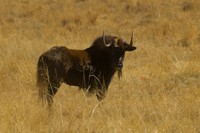 : Connochaetes gnou; Black Wildebeest