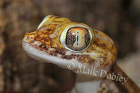 : Stenodactylus petersii; Peter's Thin-toed Gecko