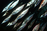 Macroramphosus scolopax, Longspine snipefish: fisheries, aquarium