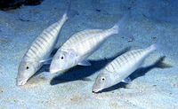 Lithognathus mormyrus, Striped seabream: fisheries, gamefish