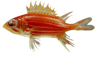 Sargocentron bullisi, Deepwater squirrelfish:
