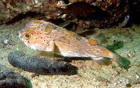 Diodon holocanthus, Long-spine porcupinefish: fisheries, aquarium