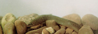 Synbranchus marmoratus, Marbled swamp eel: fisheries, aquarium