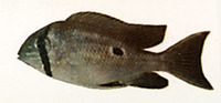 Biotodoma wavrini, Orinoco eartheater: aquarium