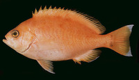 Caprodon schlegelii, : fisheries