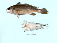 Johnius laevis, Smooth croaker: fisheries