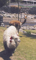 Image of: Lama pacos (alpaca), Vicugna vicugna (vicugna)