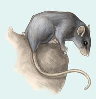 Image of: Rattus rattus (house rat)