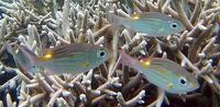Gnathodentex aureolineatus - Glowfish