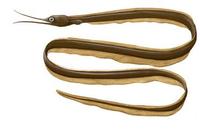 Image of: Nemichthys scolopaceus (Atlantic snipe eel)