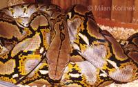 Python reticulatus - Reticulated Python
