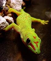 Phelsuma madagascariensis - Madagascar Day Gecko