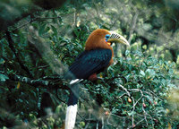 Rufous-necked Hornbill - Aceros nipalensis