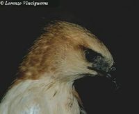 Philippine Hawk Eagle - Spizaetus philippensis