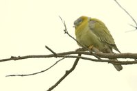 Yellow-footed Green-Pigeon - Treron phoenicoptera