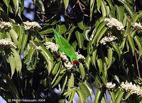 Sulawesi Hanging-Parrot - Loriculus stigmatus