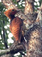 Ringed Woodpecker - Celeus torquatus
