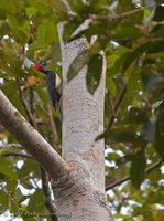 White-bellied Woodpecker - Dryocopus javensis