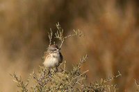 Sage Sparrow - Amphispiza belli