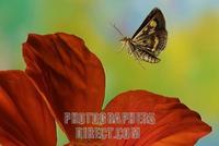 Mint moth ( Pyrausta aurata ) stock photo