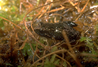 : Arthroleptella drewesii; Drewes' Moss Frog