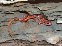 : Eurycea lucifuga; Cave Salamander