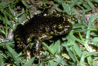 : Heleophryne natalensis; Natal Ghost Frog