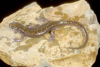 : Paradactylodon persicus