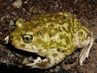 : Scaphiopus couchii; Couch's Spadefoot