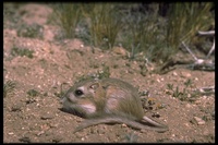: Dipodomys panamintinus; Panamint Kangaroo Rat