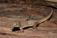 : Hemidactylus frenatus; House Gecko