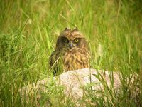 Short-eared Owl juvenile