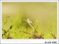 Sylvia curruca Lesser Whitethroat 白喉林鶯 100-058