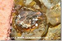 ...Image 13726, Grunt sculpin poised in a barnacle shell.  Grunt sculpin have evolved into its stra