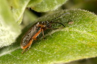 Galerucella nymphaeae - Waterlily Leaf Beetle