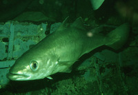 ... Coalfish, Dover hake, Grass whiting, Green pollack, Greenfish, Lythe, Margate hake, European po...