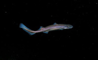 Etmopterus spinax, Velvet belly lantern shark: fisheries
