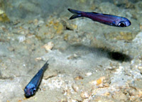 Epigonus constanciae, : fisheries