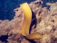 Apodichthys flavidus, Penpoint gunnel: aquarium