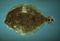 Bothus robinsi, Twospot flounder: fisheries
